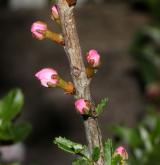 třešeň položená <i>(Prunus prostrata)</i> / Květ/Květenství
