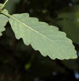 dub Sargentův <i>(Quercus ×sargentii)</i> / List