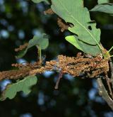 dub Sargentův <i>(Quercus ×sargentii)</i> / Květ/Květenství