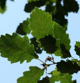 dub Sargentův <i>(Quercus ×sargentii)</i> / List