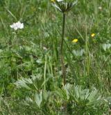 sasanka narcisokvětá <i>(Anemone narcissiflora)</i> / Habitus