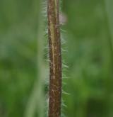 sasanka narcisokvětá <i>(Anemone narcissiflora)</i> / Stonek