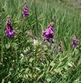 kopyšník tmavý <i>(Hedysarum hedysaroides)</i> / Habitus