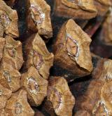 borovice rašelinná <i>(Pinus ×pseudopumilio)</i> / Plod