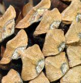 borovice rašelinná <i>(Pinus ×pseudopumilio)</i> / Plod