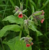 plícník červený <i>(Pulmonaria rubra)</i> / Habitus