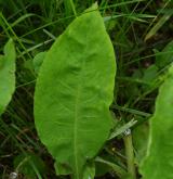 plícník červený <i>(Pulmonaria rubra)</i> / List