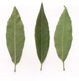 dub lachárolistý <i>(Quercus myrsinifolia)</i> / List