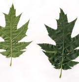 dub Richterův <i>(Quercus ×richteri)</i> / List