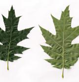 dub Richterův <i>(Quercus ×richteri)</i> / List