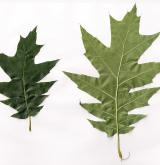 dub Richterův <i>(Quercus ×richteri)</i> / List