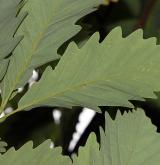 dub Muehlenbergův <i>(Quercus muehlenbergii)</i> / List