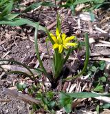 křivatec rolní <i>(Gagea villosa)</i> / Habitus