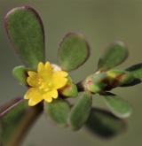 šrucha zelná <i>(Portulaca oleracea)</i> / Květ/Květenství