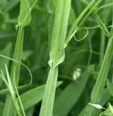 hrachor bahenní <i>(Lathyrus palustris)</i> / Stonek