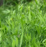 hrachor bahenní <i>(Lathyrus palustris)</i> / Habitus