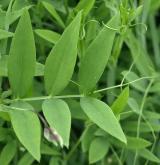 hrachor bahenní <i>(Lathyrus palustris)</i> / List