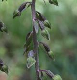 kruštík modrofialový <i>(Epipactis purpurata)</i> / Květ/Květenství