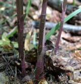 kruštík modrofialový <i>(Epipactis purpurata)</i> / Stonek