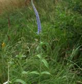 rozrazil dlouholistý <i>(Pseudolysimachion maritimum)</i> / Květ/Květenství