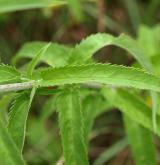 rozrazil dlouholistý <i>(Pseudolysimachion maritimum)</i> / List