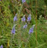 rozrazil dlouholistý <i>(Pseudolysimachion maritimum)</i> / Květ/Květenství