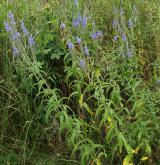 rozrazil dlouholistý <i>(Pseudolysimachion maritimum)</i> / Habitus