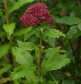 rozchodník (rozchodníkovec) zubatý <i>(Hylotelephium argutum)</i> / Habitus