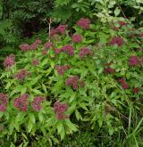 rozchodník (rozchodníkovec) zubatý <i>(Hylotelephium argutum)</i> / Porost