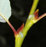 vrba Erdingerova <i>(Salix ×erdingeri)</i> / Větve a pupeny