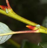 vrba Erdingerova <i>(Salix ×erdingeri)</i> / Větve a pupeny