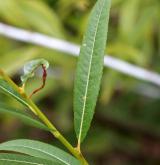 vrba ojíněná <i>(Salix irrorata)</i> / List