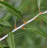 vrba ojíněná <i>(Salix irrorata)</i> / Větve a pupeny