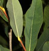 vrba Kochova <i>(Salix kochiana)</i> / List