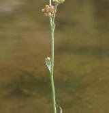 protěž žlutobílá <i>(Pseudognaphalium luteoalbum)</i> / Habitus