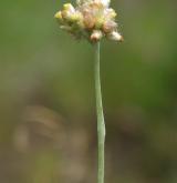 protěž žlutobílá <i>(Pseudognaphalium luteoalbum)</i> / Květ/Květenství