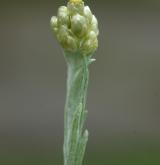 protěž žlutobílá <i>(Pseudognaphalium luteoalbum)</i> / Květ/Květenství