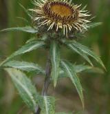 pupava Biebersteinova <i>(Carlina biebersteinii)</i> / Květ/Květenství