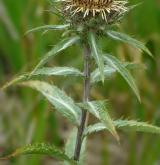 pupava Biebersteinova <i>(Carlina biebersteinii)</i> / Habitus