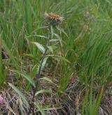pupava Biebersteinova <i>(Carlina biebersteinii)</i> / Habitus