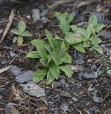 pupava Biebersteinova <i>(Carlina biebersteinii)</i> / Detail porostu