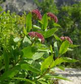 rozchodník (rozchodníkovec) zubatý <i>(Hylotelephium argutum)</i> / Habitus