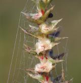 slanobýl draselný <i>(Salsola kali)</i> / Květ/Květenství