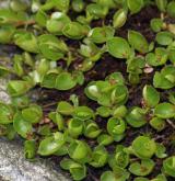 vrba bylinná <i>(Salix herbacea)</i> / Habitus