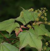 javor kapadocký <i>(Acer cappadocicum)</i>