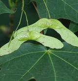 javor kapadocký <i>(Acer cappadocicum)</i> / Plod