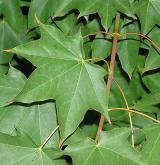 javor kapadocký <i>(Acer cappadocicum)</i>