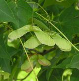 javor kapadocký <i>(Acer cappadocicum)</i> / Plod