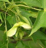 javor kapadocký <i>(Acer cappadocicum)</i> / Plod