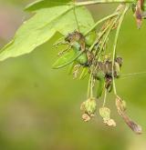javor francouzský <i>(Acer monspessulanum)</i> / Květ/Květenství